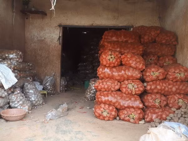 Số khoai tây bị thu giữ. (Ảnh: Đặng Tuấn/TTXVN)