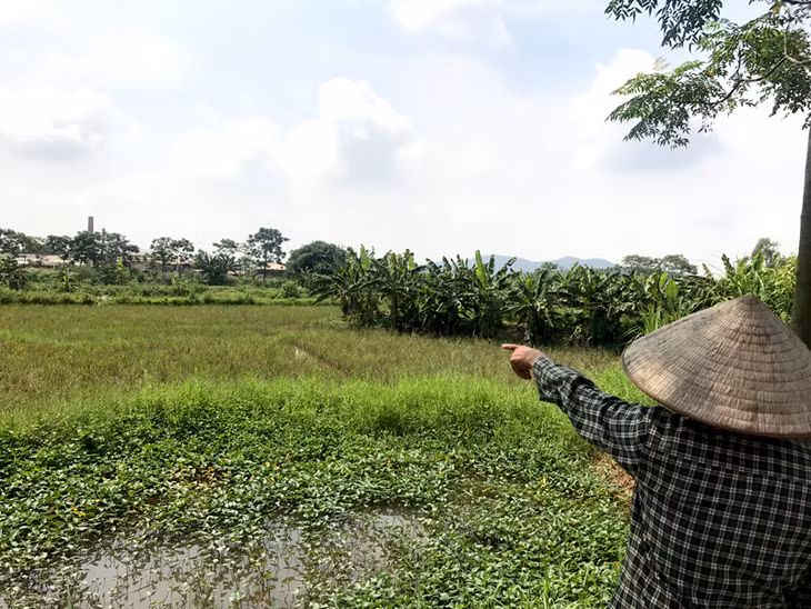 Khói bụi khiến nhiều diện tích đất trồng ở xã Nguyễn Huệ (Đông Triều) bị bỏ hoang, lá cây cháy đen. 