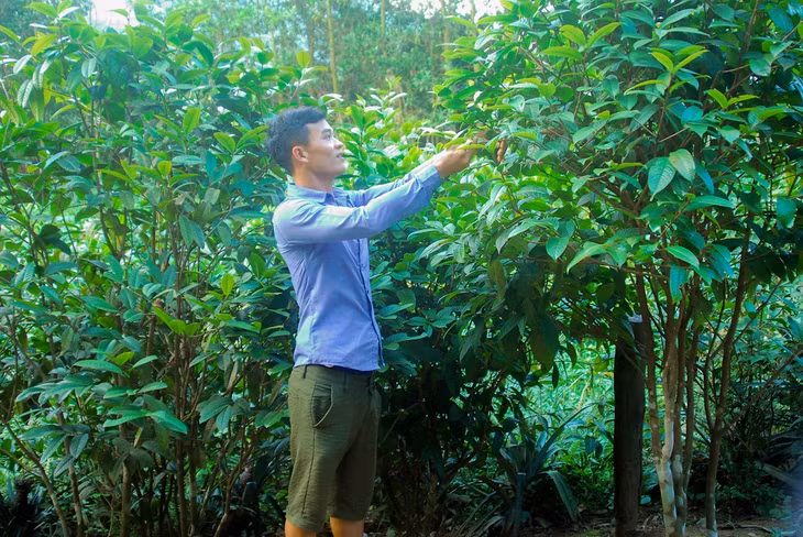 Học tập thành công mô hình trồng chè hoa vàng, anh Chìu Quý Nguyên ở thôn Đồng Dằm (xã Đạp Thanh, Ba Chẽ) là điển hình thanh niên trẻ làm kinh tế giỏi, vươn lên thoát nghèo.