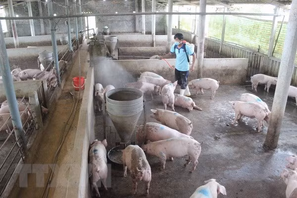 Phun thuốc phòng bệnh cho đàn lợn. (Ảnh: Nguyễn Nam/TTXVN)