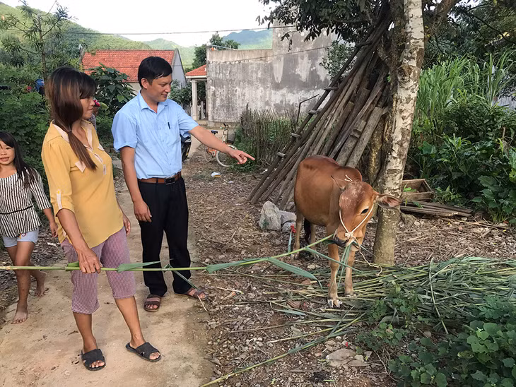 Gia đình chị Choóng Tài Múi, thôn Nam Hả Trong, xã Đồn Đạc, huyện Ba Chẽ được hỗ trợ bò để phát triển sản xuất.