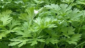 Cây ngải cứu