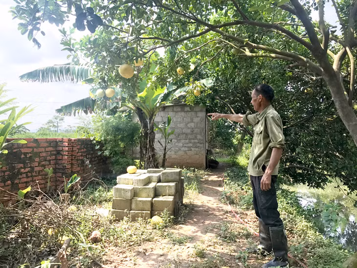 Khói bụi từ lò gạch khiến vườn cây nhà ông Lương Văn Quả, thôn 1, xã Nguyễn Huệ khô héo, thất thu.
