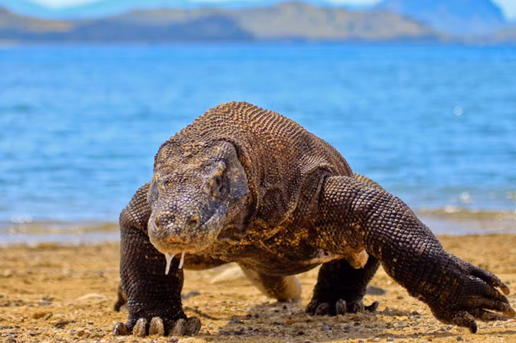 Đảo Padar là một trong những hòn đảo bảo tồn loài rồng Komodo (Varanus komodoensis). Loài động vật thuộc họ thằn lằn này xuất hiện từ hàng triệu năm trước, lang thang khắp Australia, sau đó di cư về phía Tây quần đảo Indonesia. Nhưng phải mãi cho đến đầu thế kỷ 20, các nhà khoa học mới tiếp cận được loài rồng này.