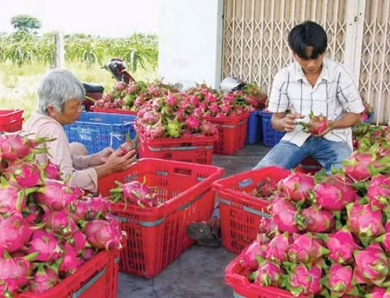 Thu hoạch thanh long tại Bình Thuận (Ảnh: SGTT)
