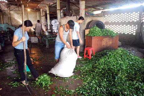 Cơ sở chế biến chè của gia đình anh Phạm Văn Khiêm, thôn 9, xã Quảng Long (Hải Hà). Ảnh: Công Thành