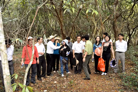 Đến đảo Minh Châu, du khách có thể thư thái đi dạo trong rừng trâm hàng trăm năm tuổi.