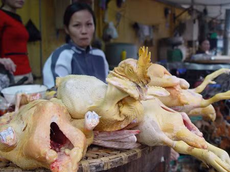 Bằng mắt thường khó phân biệt được gà ta và gà nhập lậu. Ảnh minh họa. 