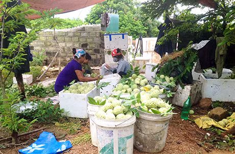 Bà con nông dân xã An Sinh (huyện Đông Triều) phân loại na dai trước khi bán cho các thương lái.