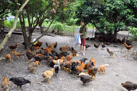 Mô hình nuôi gà thả đồi cho hiệu quả kinh tế cao của gia đình anh Nguyễn Văn Chung, xóm Chi 8, thôn Tân Yên, xã Hồng Thái Đông.