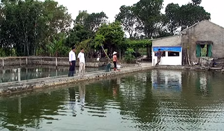 Ao nuôi cá của gia đình bà Vũ Thị Thuật xã Quảng Minh (Hải Hà). (Ảnh minh họa)