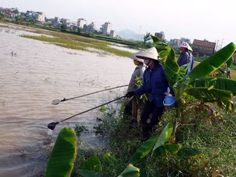 Người dân xã Hưng Đạo, huyện Đông Triều khai thác rươi.
