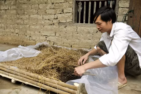 Anh Đinh Văn Tằng kiểm tra khay giun nhà mình.