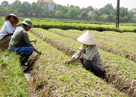 Các HTX hoạt động hiệu quả góp phần ổn định sản xuất, nâng cao đời sống người nông dân. Trong ảnh: Sản xuất rau an toàn tại HTX dịch vụ nông nghiệp phường Cộng Hòa (TX Quảng Yên).