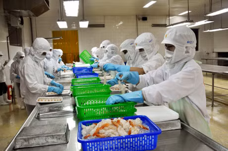 Việc tiếp cận nguồn vốn vay phát triển sản xuất với các doanh nghiệp nhỏ và vừa hiện rất khó khăn (Ảnh: Sơ chế tôm tại Công ty chế biến thủy sản Phú Minh Hưng - Quảng Yên).