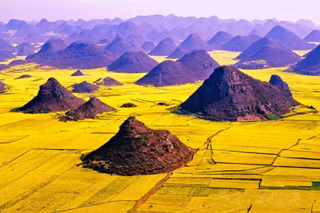 Hoa cải bạt ngàn.