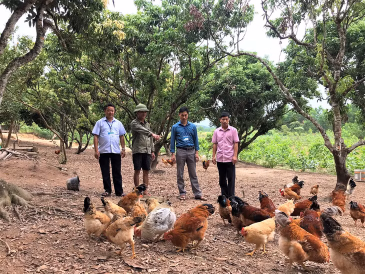 Nâng cao tiêu chí thu nhập cho người dân là mục tiêu của tất cả các địa phương (Trong ảnh: Mô hình chăn nuôi gà mang lại hiệu quả kinh tế cao cho gia đình anh Bùi Văn Tý (đứng thứ hai từ trái sang) thôn An Lợi, xã Quảng Tân, huyện Đầm Hà)
