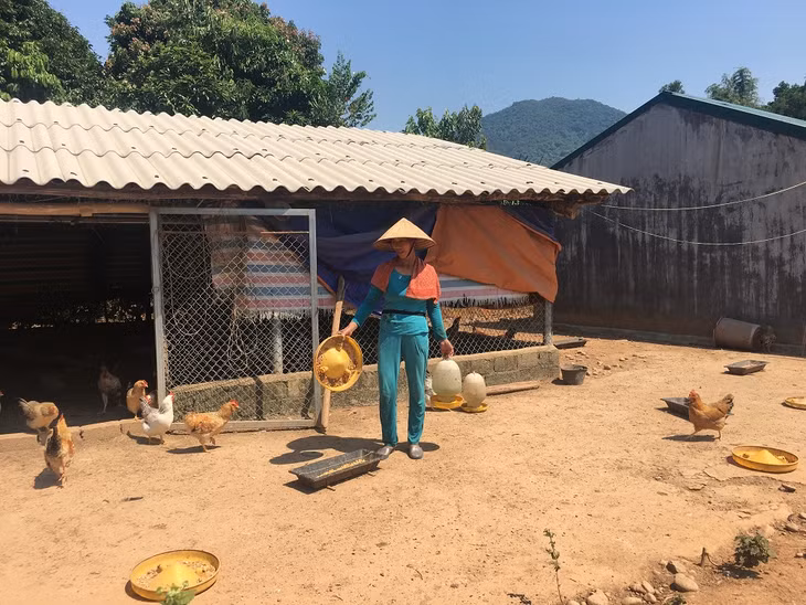 Mô hình nuôi gà Tiên Yên của chị Trần Thị Hậu, thôn Đồng Đình, xã Phong Dụ, cho thu nhập ổn định.