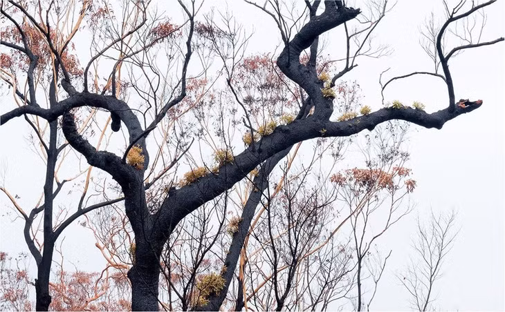Sự hồi sinh diệu kỳ sau đám cháy. 