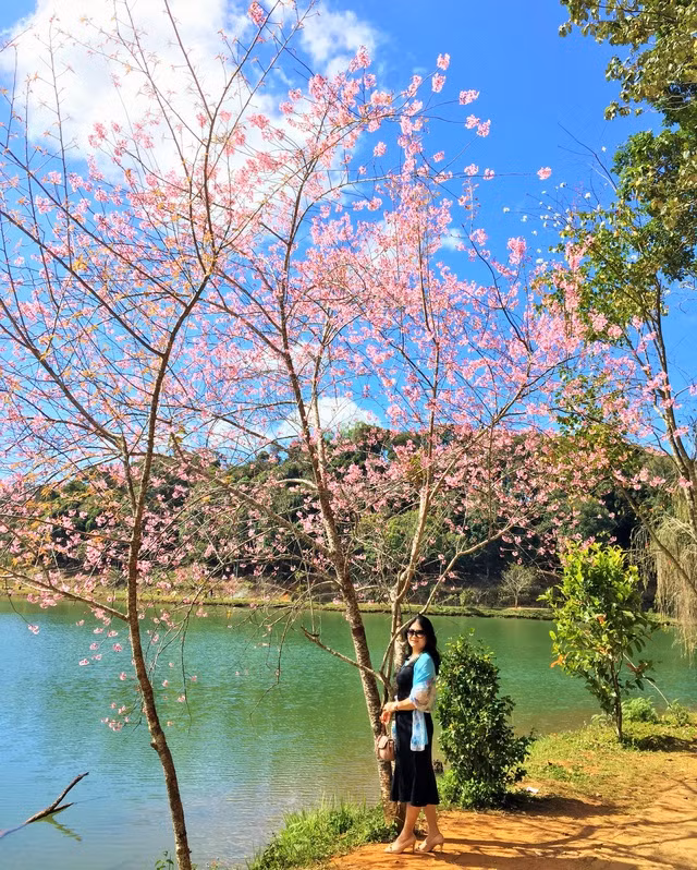 Hoa mai anh đào trên các nẻo đường của 