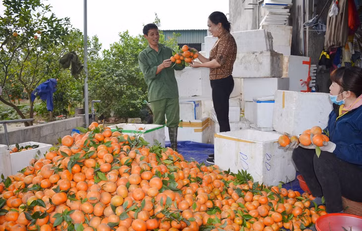 Cam canh của gia đình chị Nguyễn Thị Hằng được thương lái lựa chọn 