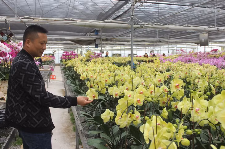 Lan hồ điệp là một trong những