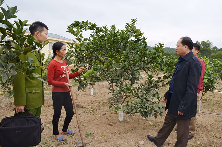 Lãnh đạo xã Minh Cầm, huyện Ba Chẽ thăm mô hình trồng cam của gia đình chị Vũ Thị Tiếp, thôn Đồng Tán.