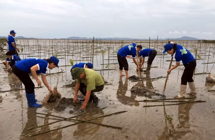 Huyện Hải Hà ra quân trồng rừng ngập mặn bảo vệ môi trường.