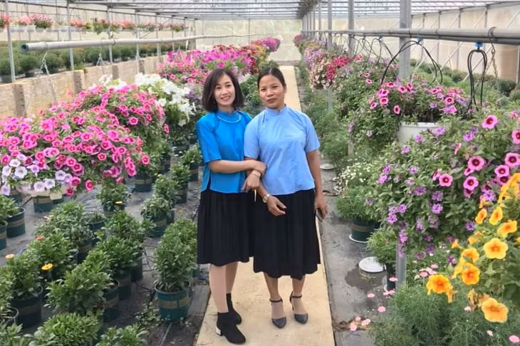 Hợp tác xã Hoa Bình Liêu tại thôn Cao Sơn, xã Đồng Văn trở thành địa điểm hút khách tới tham quan, chụp ảnh lưu niệm dịp đầu xuân.