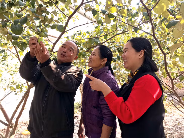 Hội viên HND thôn Đông Hà, xã Tân Lập, huyện Đầm Hà chia sẻ kinh nghiệm trồng táo.