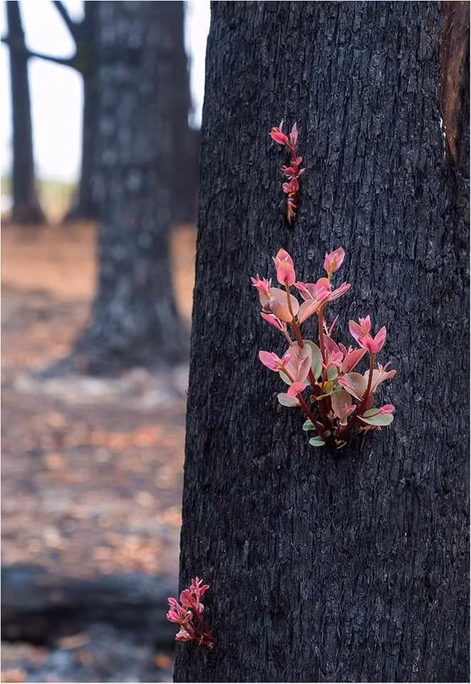 Mầm non mọc từ thân cây cháy đen do cháy rừng ở Australia. 