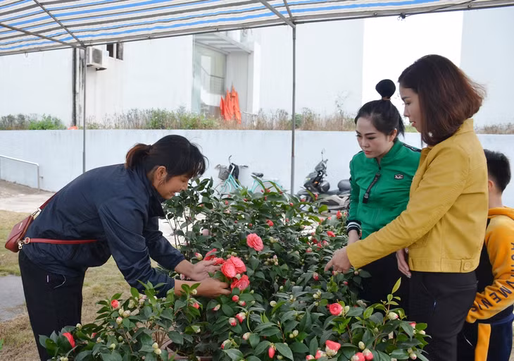 Người dân tìm mua hoa tại chợ Hoa Xuân 2020 do huyện Đầm Hà tổ chức.