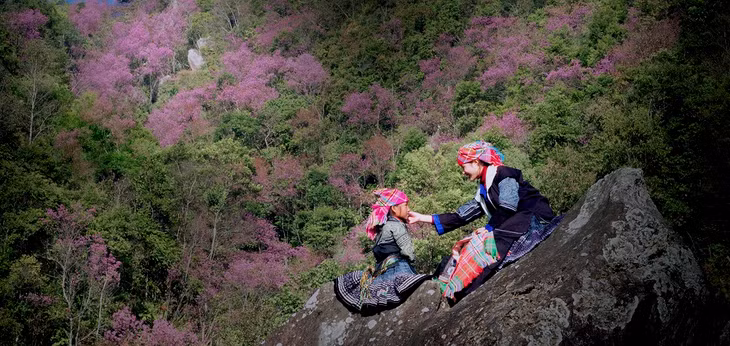  Những chùm hoa năm cánh mong manh, nhụy dài hồng thẫm hay đỏ đậm chỉ có ở Mù Cang Chải. Dù là họ hàng rất gần của loài mai anh đào kiêu kỳ xứ phù tang, nhưng tớ dày vẫn mang dáng vẻ riêng, thuần khiết như những thiếu nữ mới lớn vùng sơn cước. Ảnh: Lê Trung Kiên
