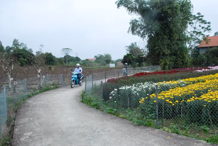 Các nhà vườn ở thôn 3, xã Quảng Minh, huyện Hải Hà rực rỡ màu hoa phục vụ dịp tết cổ truyền, lễ hội đầu năm.