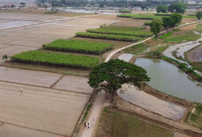 Nằm giữa cánh đồng mía của làng Hà Cảng, xã Quảng Phú, huyện Quảng Điền, cây vông đồng là nơi Ngạn và Hà Lan (phim Mắt Biếc) ngồi chơi.