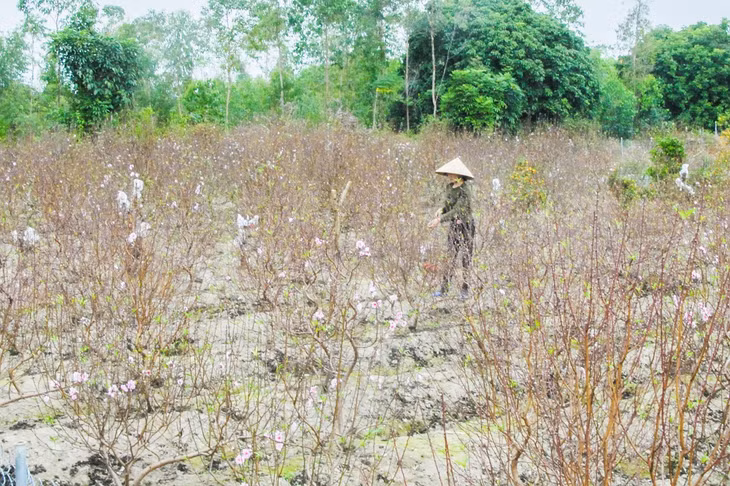 Nông dân thôn 7, xã Hạ Long, huyện Vân Đồn, chăm sóc vườn hoa đào dịp giáp tết.