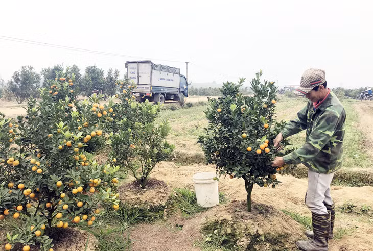 Vườn quất mang lại thu nhạp cao của nông dân xã Bình Khê.
