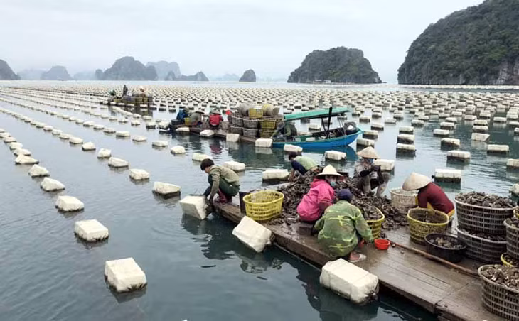 Người dân thu hoạch hàu Thái Bình Dương tại xã Đông Xá(Vân Đồn). Ảnh chụp 14/12/2019