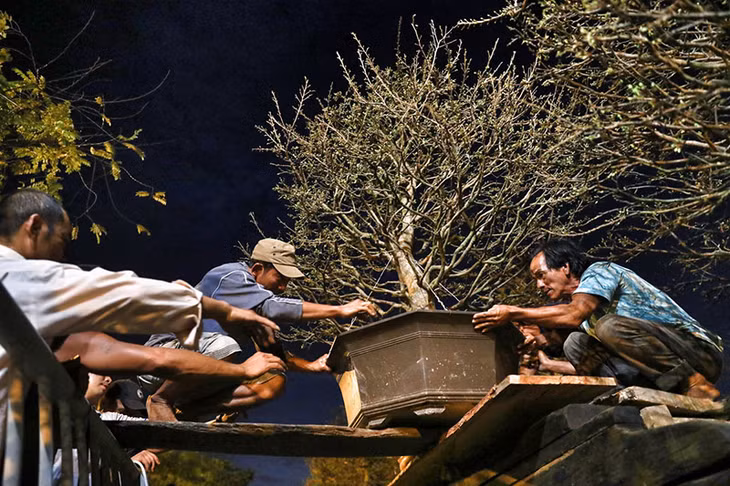 Tối muộn, ông Lý Thanh Nam, quê Tiền Giang (phải) đưa những chậu mai vàng lên bãi tập kết. "Năm nay vườn mai trúng nắng, nụ dày đặc, mong sao bán được để về quê ăn Tết sớm", anh Nam hy vọng.