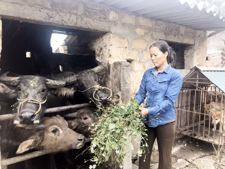 Mô hình chăn nuôi trâu của gia đình chị Phạm Thị Nhung, thôn Ninh Bình, xã Bình Khê