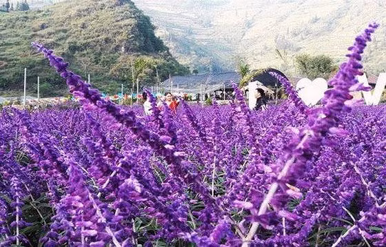 Một thung lũng hoa cách thị trấn Bắc Hà 4km