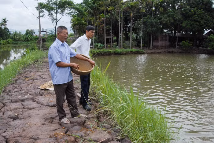 Hộ ông Nguyễn Văn Thư (thôn Triều Khê, xã Hồng Phong) là điển hình của xã trong phát triển mô hình nuôi trồng thủy sản.