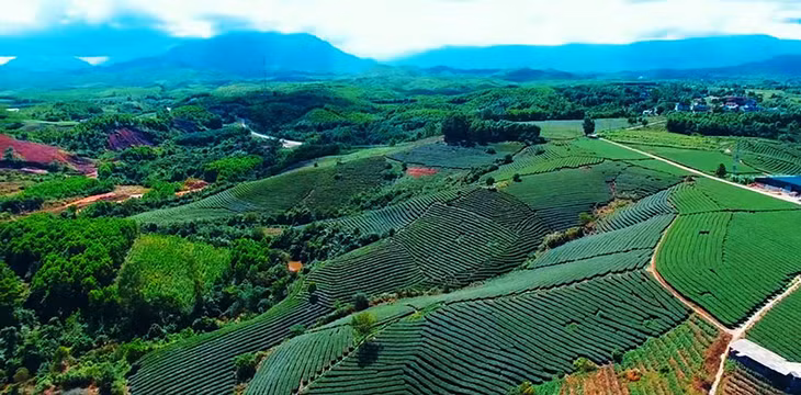 Đồi chè Quảng Long đang được huyện Hải Hà đầu tư xây dựng thành điểm du lịch sinh thái nông nghiệp hấp dẫn. (Ảnh: Thái Cảnh)