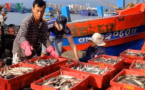Theo các ngư dân, sản lượng đánh bắt hải sản năm nay ít hơn khoảng 40% so với những năm trước.