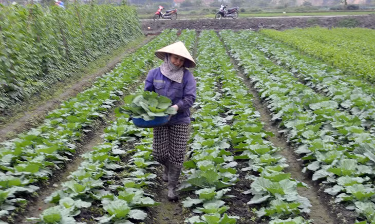 Giải thể các HTX yếu kém và hoạt động cầm trừng là mục tiêu quan trọng của Luật HTX năm 2012 nhằm phát triển kinh tế HTX. (Ảnh: Thành viên HTX Nông Nghiệp Hồng Hải (phường Hà Phong, TP Hạ Long)