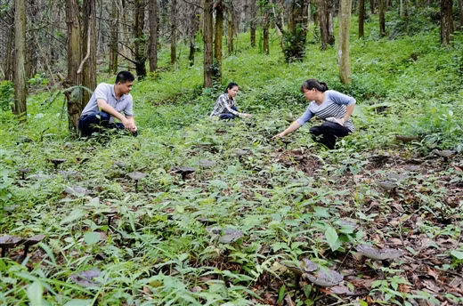 Mô hình trồng linh chi trên đất rừng ở Quảng Tây. 