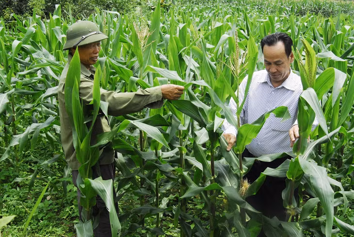 Mô hình trồng ngô sinh khối của gia đình ông Hà Công Định, thôn Ngoài, xã Cộng Hòa, TP Cẩm Phả cho hiệu quả kinh tế cao