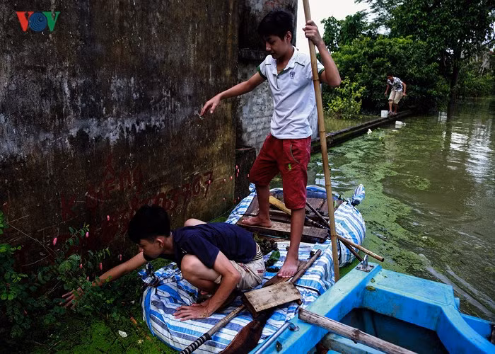  Những đứa trẻ lớn hơn, cùng chiếc thuyền phao tự làm đi quanh làng bắt ốc bươu vàng về để cải thiện bữa cơm gia đình.
