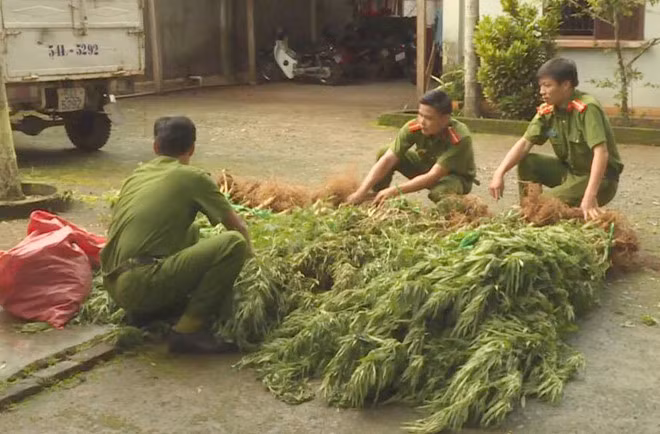 Số cần sa được công an thu giữ. Ảnh: Trần Lộc.
