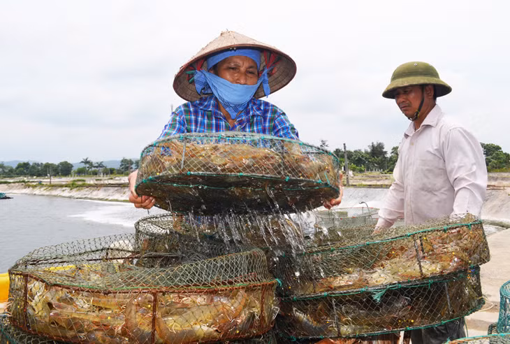 Thu hoạch tôm tại phường Hải Hòa, TP Móng Cái